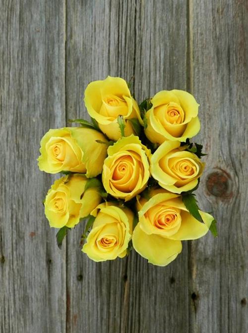 IDOLE  YELLOW ROSES